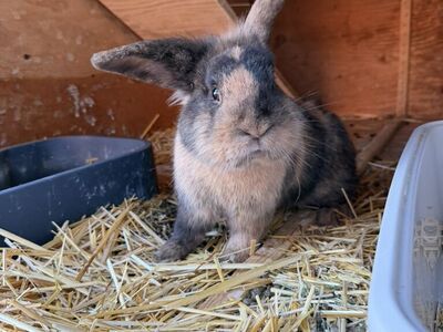 Free LionHead Holland lops