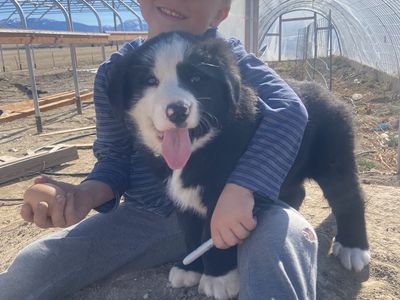 Bernese Mountain Dog/Border Collie Mix