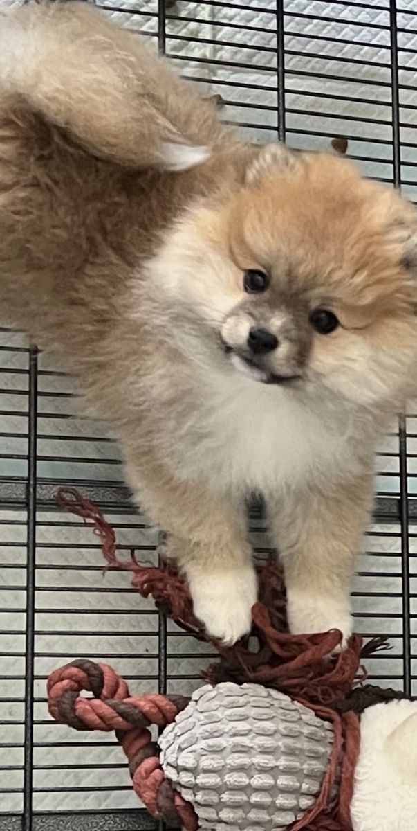 Pomeranian Girl Pup