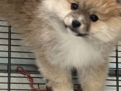Pomeranian Girl Pup