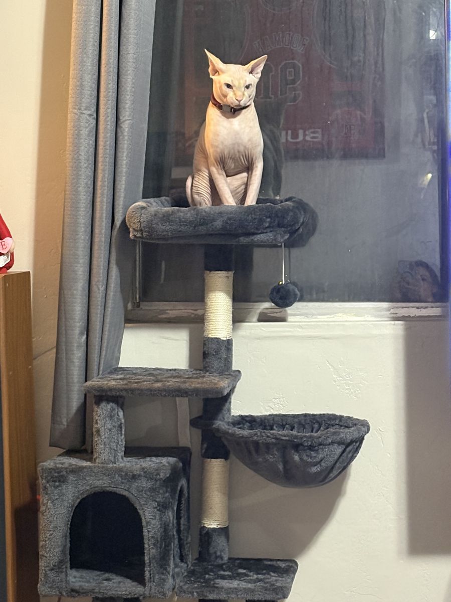 Sphynx stud