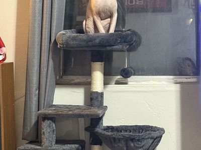 Sphynx stud