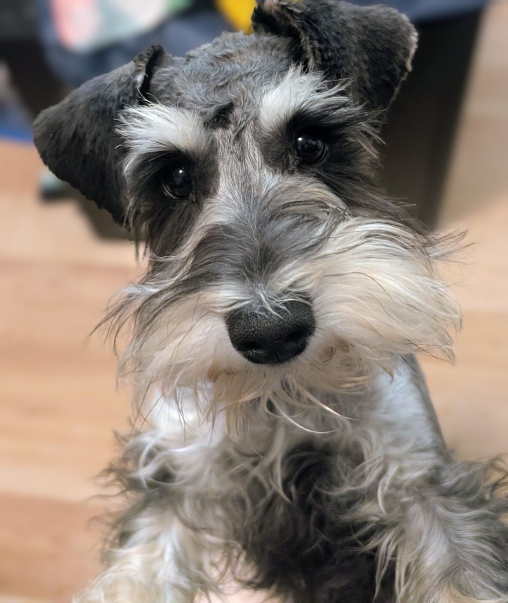 AKC Male Miniature Schnauzer
