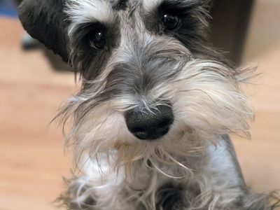 AKC Male Miniature Schnauzer