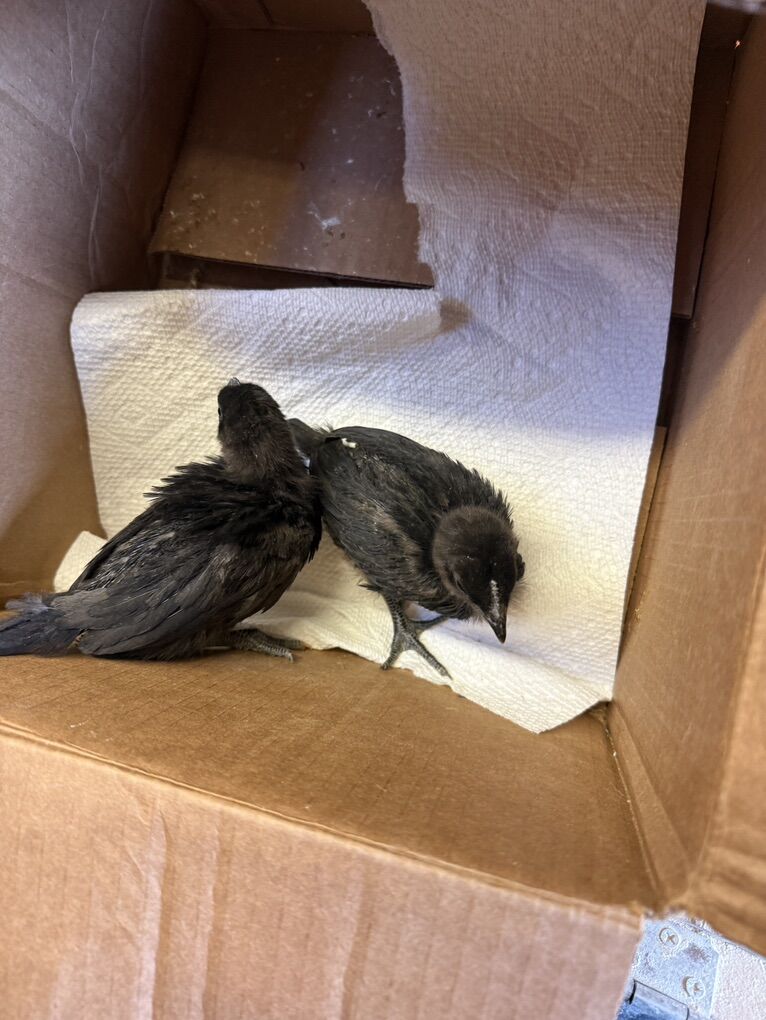 Ayem Cemanie Chicks For sale