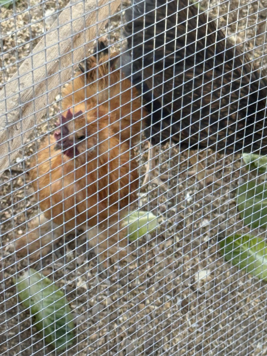 Silkie Rooster - 7 Months Old