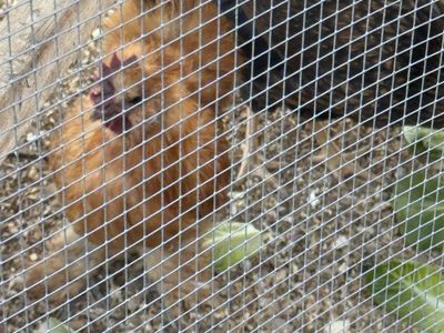 Silkie Rooster - 7 Months Old