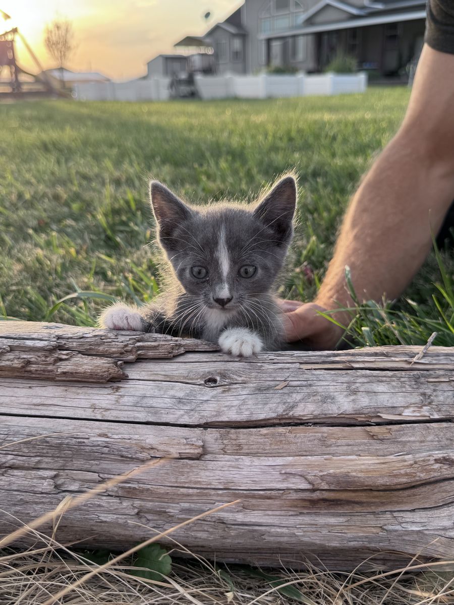Kittens For Sale