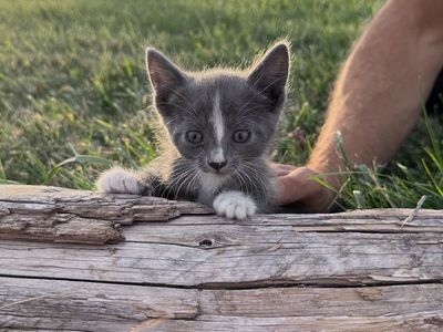 Kittens For Sale