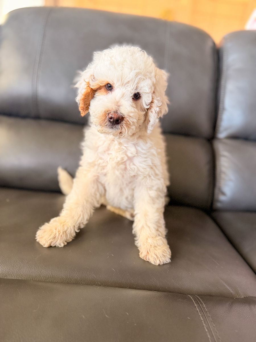 Mini Bernedooodles male