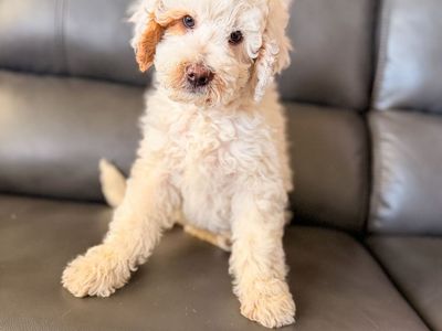 Mini Bernedooodles male