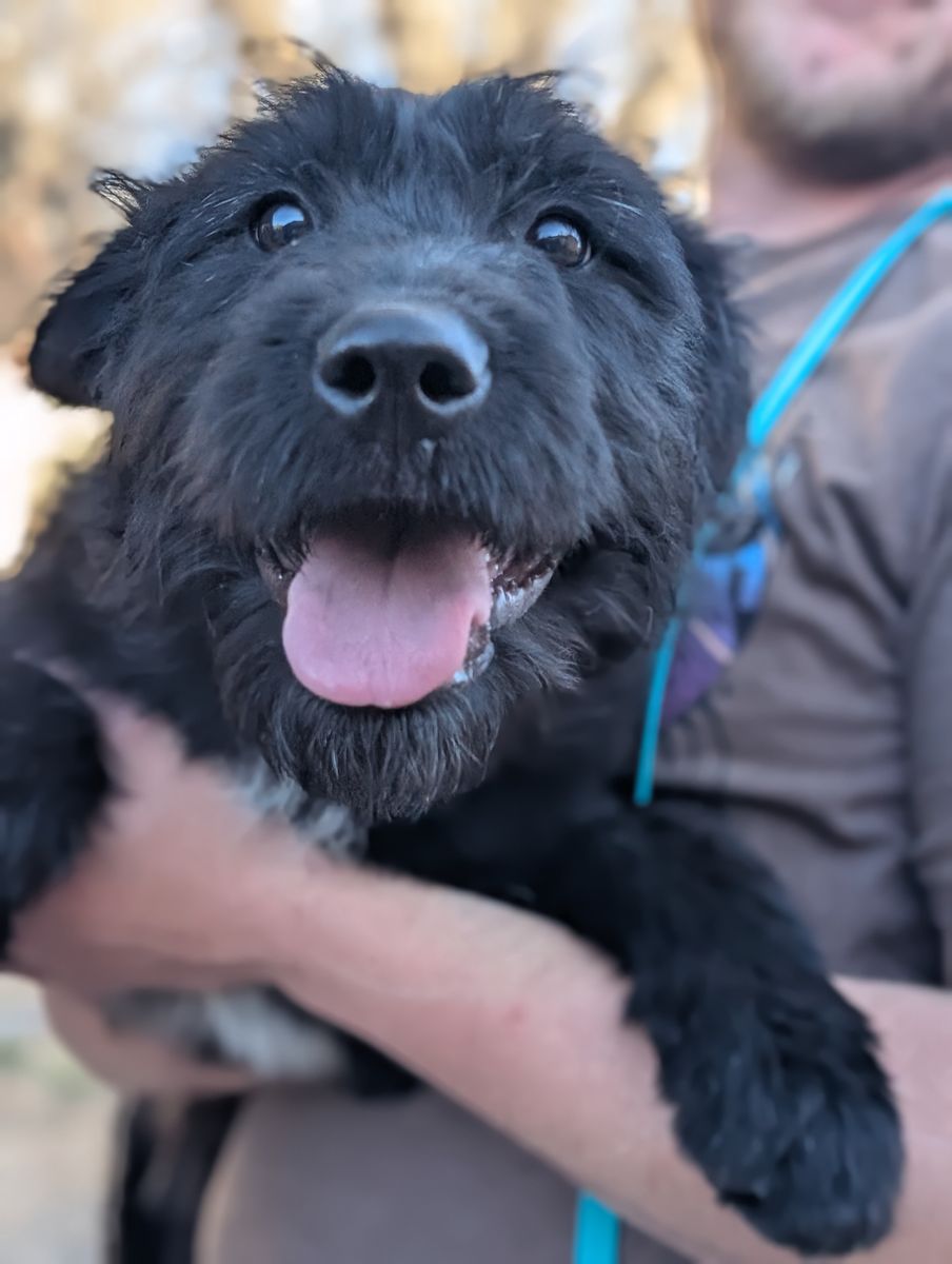 Professionally Trained Doodle