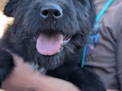 Professionally Trained Doodle