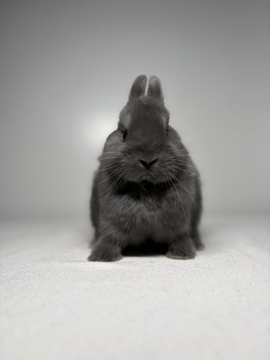 Netherland Dwarf Doe