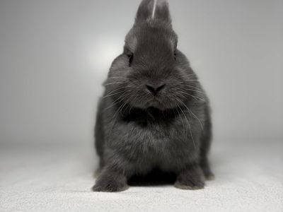 Netherland Dwarf Doe