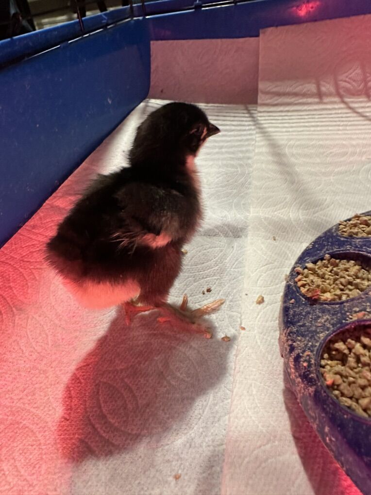 French Black Copper Marans Chicks