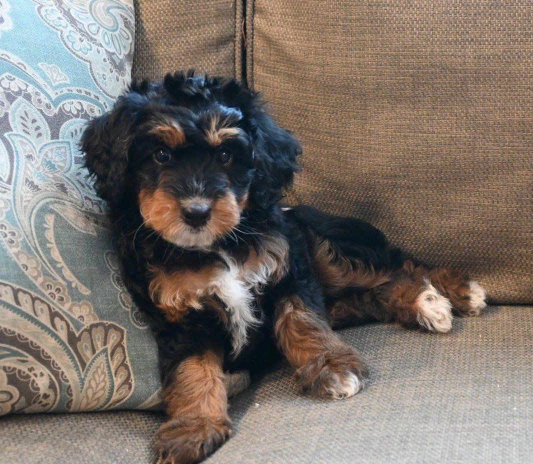 **PRICE DROP** Mini Aussie Doodle Puppies