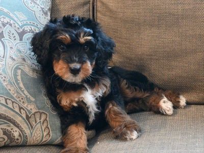 **PRICE DROP** Mini Aussie Doodle Puppies