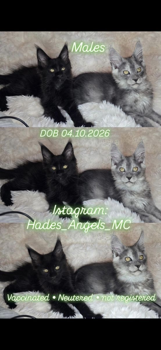 Maine Coon Kittens