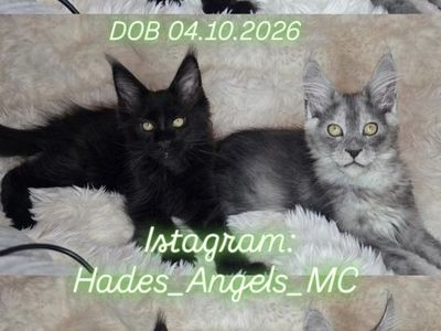 Maine Coon Kittens