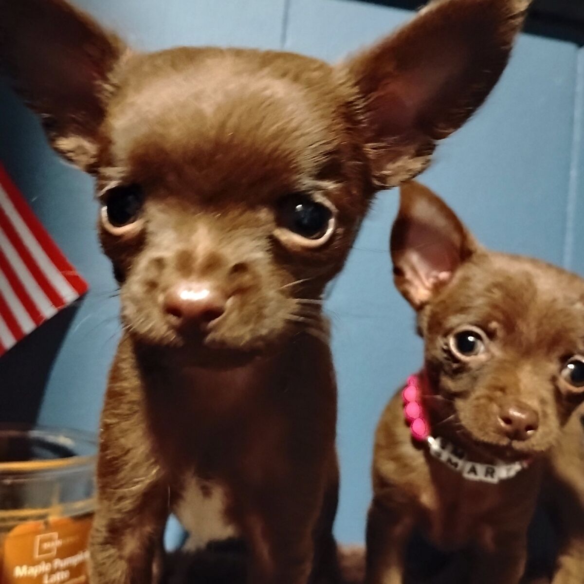 pruebred Chihuahua 1 available