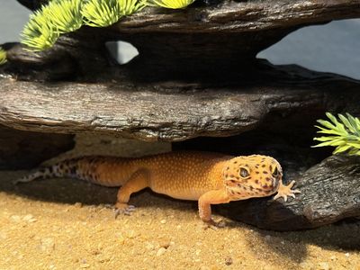 Blood Tangerine Leopard Gecko
