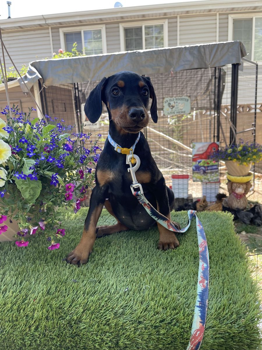 Euro Doberman Puppies