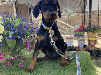 Euro Doberman Puppies