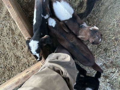Mini Nubian bottle babies