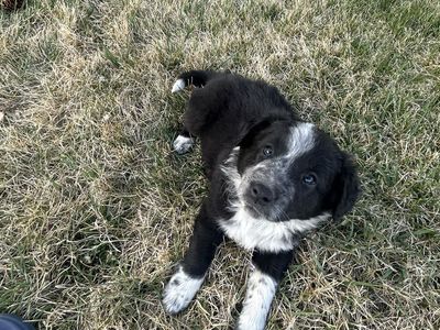 Six Border collie puppies for sale $75 each