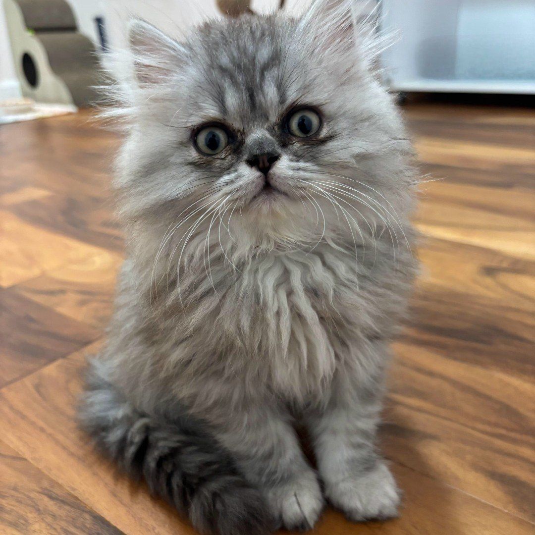 Purebred Persian Kittens Lilac/Silver