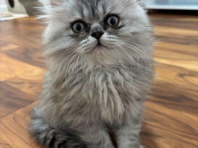 Purebred Persian Kittens Lilac/Silver