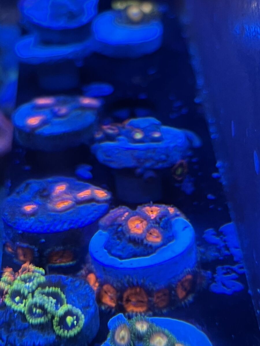 Coral frags, Zoas, GSP, mushroom
