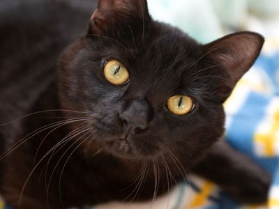 Hello my name is Licorice