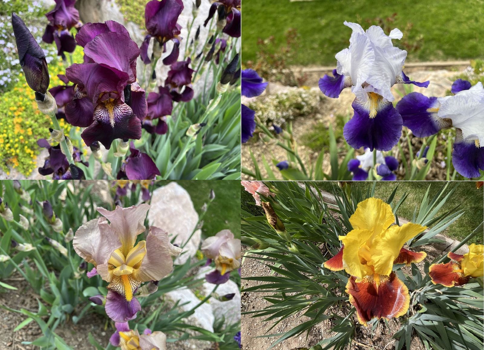 17 COLORS of Bearded IRIS Rhizomes SEE PHOTOS