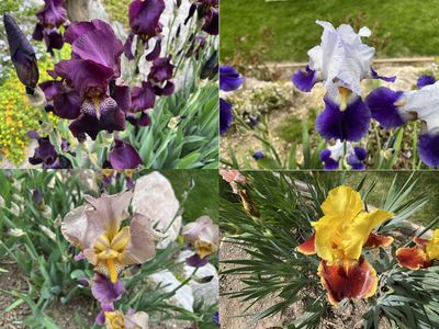 17 COLORS of Bearded IRIS Rhizomes SEE PHOTOS