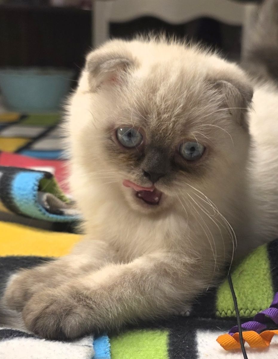 lilac point scottish fold female