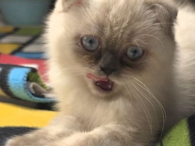 lilac point scottish fold female