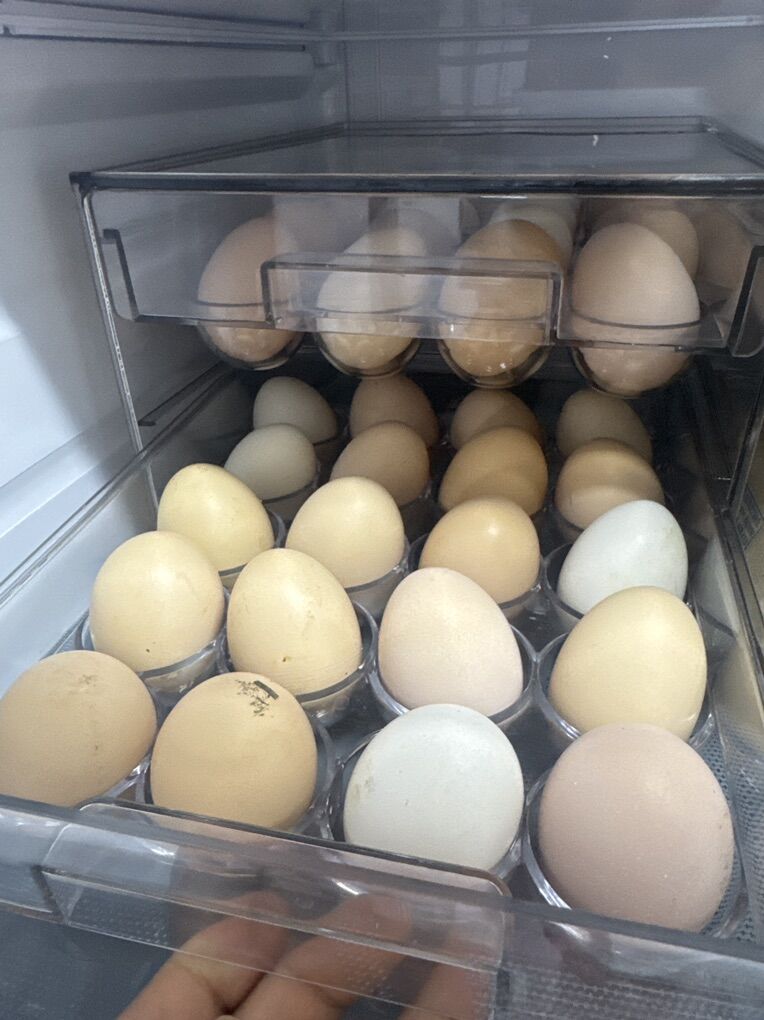 fresh Farm eggs From Our Hens 15$ For 60