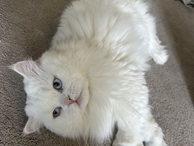 Mr Rompy needs new home