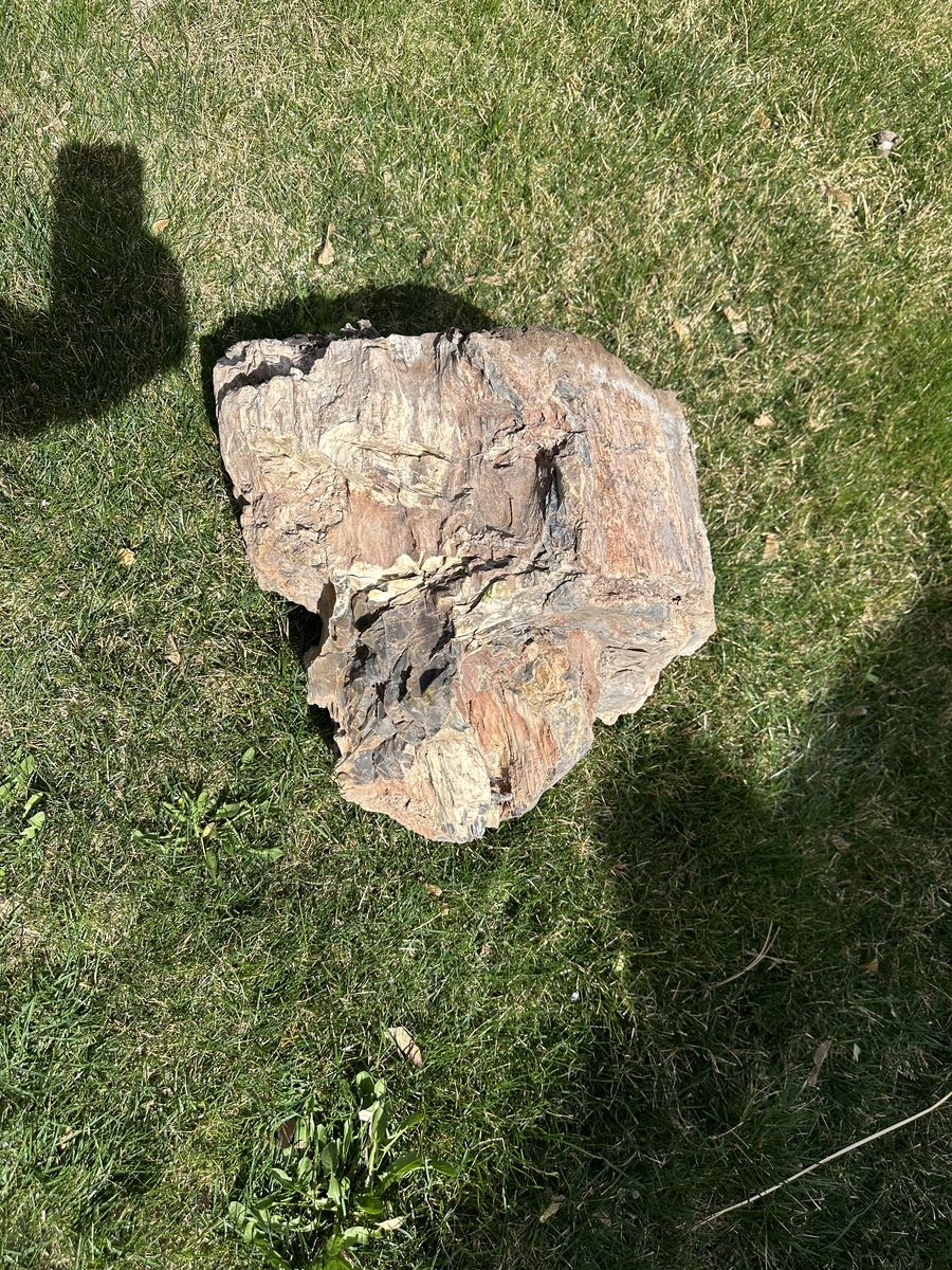 Petrified wood