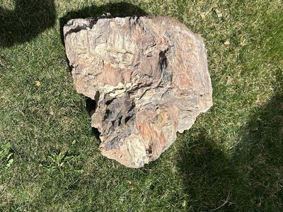 Petrified wood