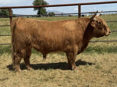 FSH Darwin - Highland Bull