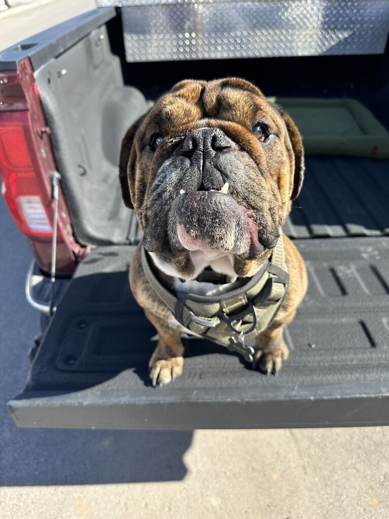 BullDog Stud Service