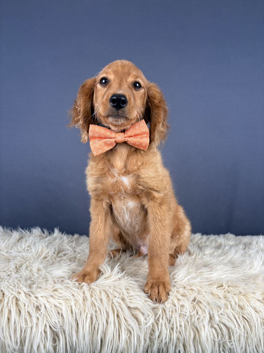 Johnny - Mini Golden Retriever (Male)
