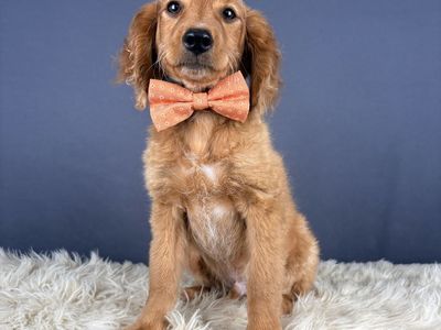 Johnny - Mini Golden Retriever (Male)