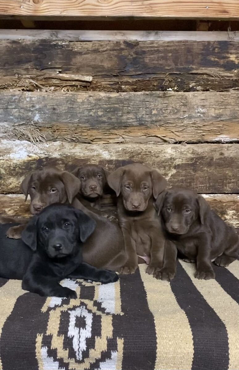 AKC Labrador Retriever Puppies