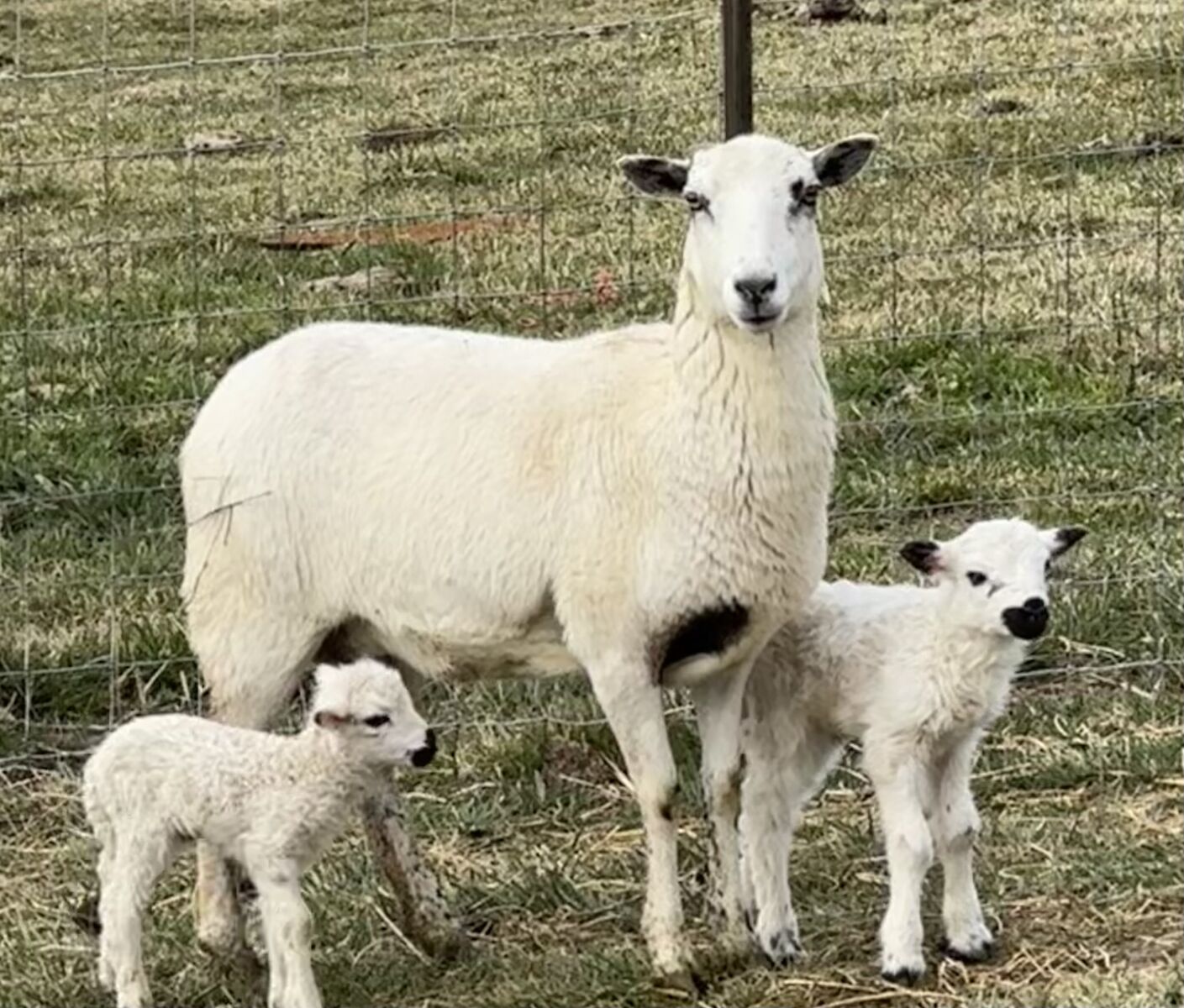 Valais Black nose wether lambs