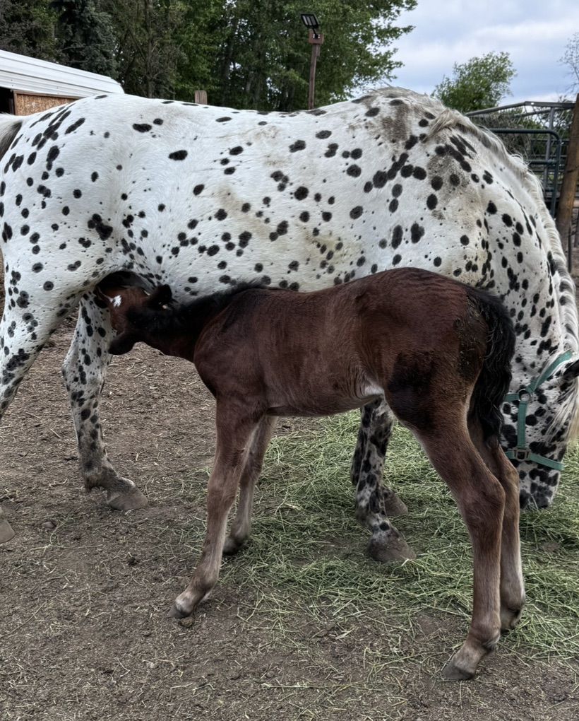 Appaloosa Mares (ApHC registered)