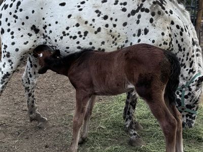 Appaloosa Mares (ApHC registered)